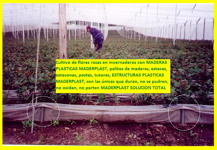 hidroponía manual cultivos hidropónicos flores hidropónicas cultivo tecnificado flor de corte bajo invernadero cultivos hidropónico tecnificado plásticos maderplast bandejas camas recipiente 05 hidroponía manual cultivos hidropónicos flores hidropónicas cultivo tecnificado flor de corte bajo invernadero cultivos hidropónico tecnificado plásticos maderplast bandejas camas recipiente 05